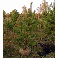 Саженцы, сосна обыкновенная (Pinus sylvestris), Стандарт, 180-220 см. купить в Красноярске